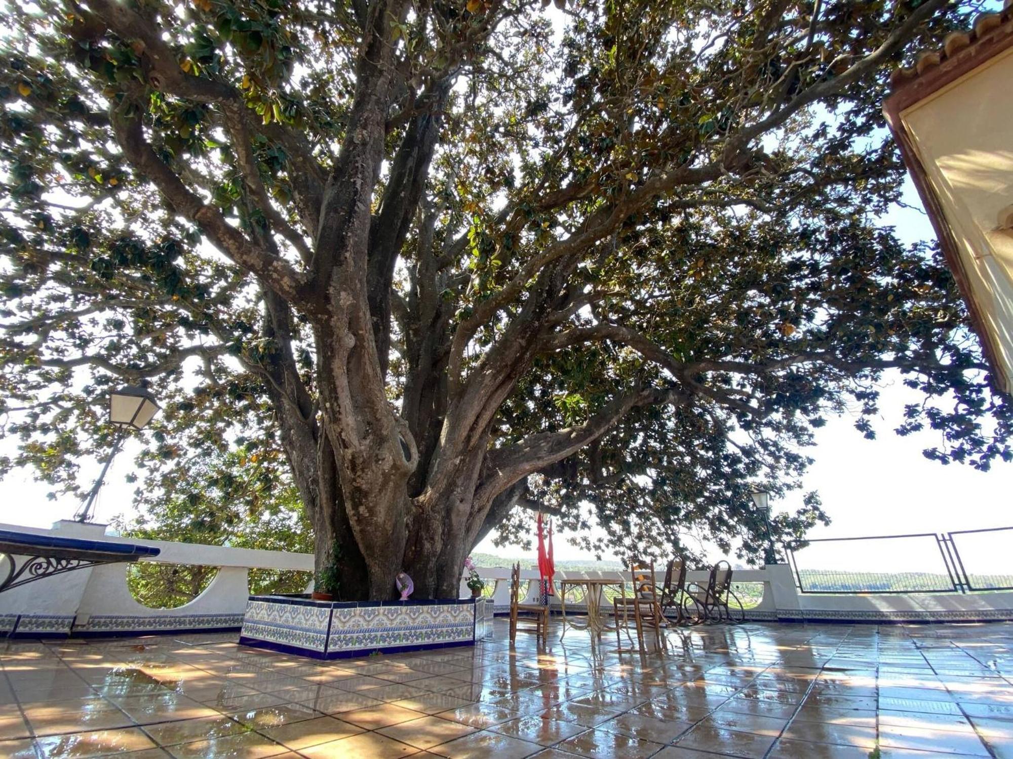 Casa Magnolia, A Rural Paradise House With Pool Alzira Luaran gambar